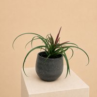 The Palm Centre Ambassadors Palm Centre Ambassadors Enjoy 25% Off Tillandsia flabellata 9cm Pot