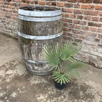 The Palm Centre Ambassadors Palm Centre Ambassadors Enjoy 25% Off Trachycarpus princeps in 3L Pot