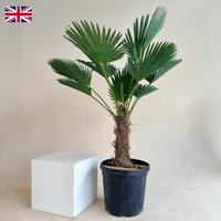 The Palm Centre Ambassadors Get 21% Off Trachycarpus wagnerianus 35L Pot 80100cm Tall