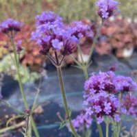 The Palm Centre Ambassadors Palm Centre Ambassadors Enjoy 25% Off Verbena bonariensis Lollipop 2L Pot
