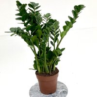 The Palm Centre Ambassadors Palm Centre Ambassadors Enjoy 25% Off Zamioculcas zamiifolia Midori