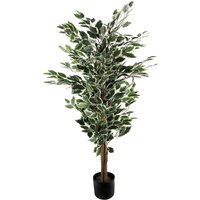 130cm Tall Variegated White/Green Bushy Ficus Tree