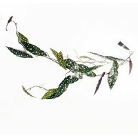 110cm Artificial Trailing Hanging Begonia Maculata Spotted Plant Realistic