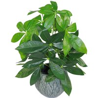 50cm Artificial Money Tree Plant