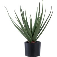 Kamerplant House Nordic Aloe Vera (x4)