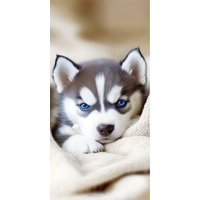 Ręcznik 100x180 plażowy Niebieskooki Husky