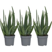 Plant In A Box Aloe Veren X3 Aloe Barbadensis Höhe 25cm Ø11 Grün