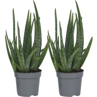 Plant In A Box Aloe Veren X2 Aloe Barbadensis Höhe 25cm Ø11 Grün
