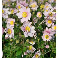 Albadura Anemone Serenade - Anemone tomentosa