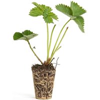 Erdbeerprofi Lambada Erdbeeren 10 Topfpflanzen