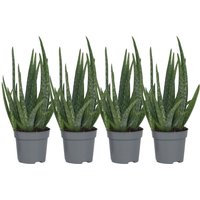 Plant In A Box Aloe Veren X4 Aloe Barbadensis Höhe 25cm Ø11 Grün