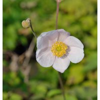 Albadura Anemone Robustissima - Anemone tomentosa