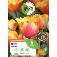 GROW by OBI Tulpe Lambada Orange 5 Stück Tulipa fringed Lambada