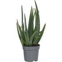 Plant In A Box Aloe Vera Aloe Barbadensis Höhe 25cm Ø11 Grün