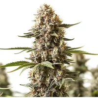 Kabrales - Seeds Pack: 9-seeds