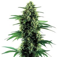 Northern Lights Autoflower