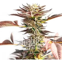 Cinderella99 x Blueberry Fast Version