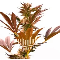 Girl Scout Cookies x Cheese