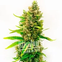 Orange Velvet x Cinderella 99 Regular