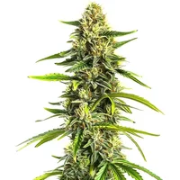 Afghan Hawaiian x Laos x Jamaican