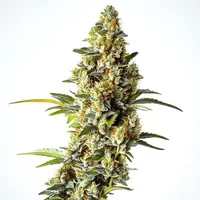 Black Domina x Scott's OG