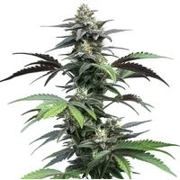 Buy from Blimburn Seeds