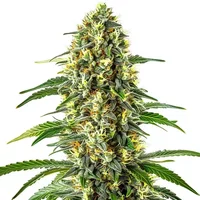 Buy from Blimburn Seeds