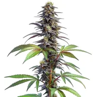 Blueberry x Lemon Haze Auto