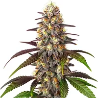 Blueberry x Mazar Auto