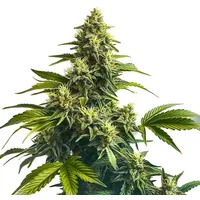 Bruce Banner x Carmen