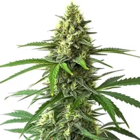 Bruce Banner x Kali Mist