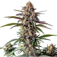 Bruce Banner x White Russian