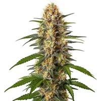 CBD Black Domina (1:1)