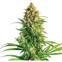 Cinderella 99 x Taskenti