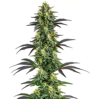 Hawaii x Purple Skunk