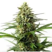 Northern Lights x Big Bud Auto