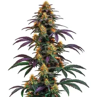 Strawberry Banana Cheese