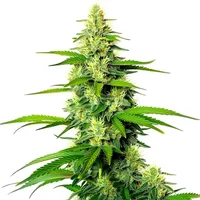 White Widow x California Snow Auto