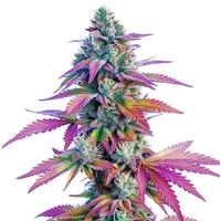 African x Princess 88