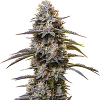 Granddaddy Purple Auto