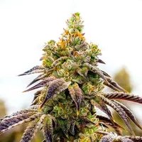 Black Domina x Afghan Kush