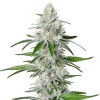 Chemdog Fast Version