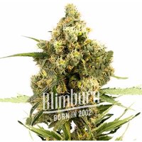 Gorilla Glue x Do-Si-Dos