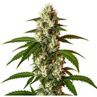 Lemon OG Fast Version