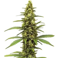 Buy from Blimburn Seeds