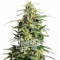 White Fire Alien Kush