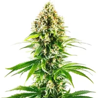 California Orange Regular