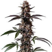 Cement Shoes Regular