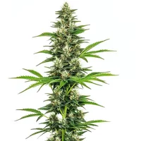 Chocolope Candy Regular