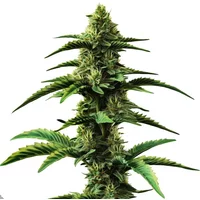 Colombian Gold Regular